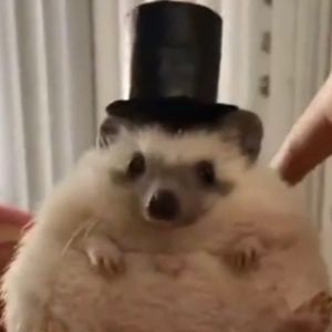 Meet your Posher, Darrell